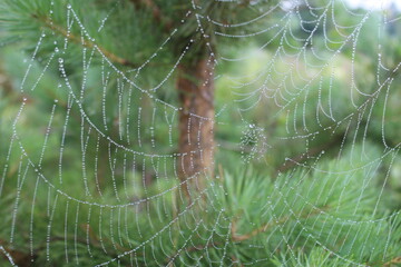 spider web in the morning dew