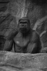A gorilla in black and white