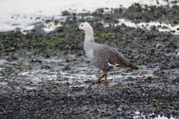 seagull on the beach