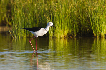 Obraz premium Black winged Stilt in water