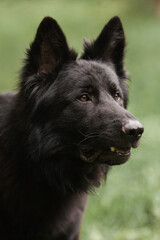 Black Dog Shepherd Close-up