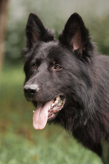 Black Dog Shepherd Close-up