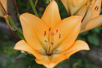Obraz premium orange lily flower