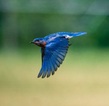 Blue Birds In Flight