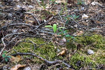 Green plant in the forest.