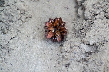 Pine cone on the sand.