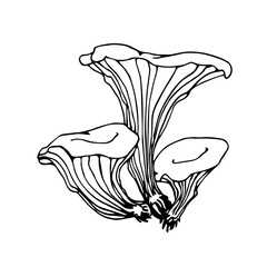 forest edible mushroom, chanterelle, delicious food, vector illustration with black contour lines isolated on a white background in hand drawn & doodle style