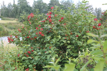 red berries in the bush