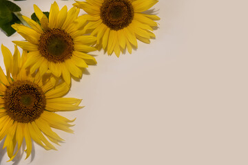 Sunflower flowers on a light background. There is room for text.
