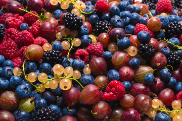 Gooseberries, blueberries, mulberry, raspberries, white and red currants.