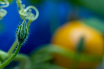 Kürbis Pflanze Blau