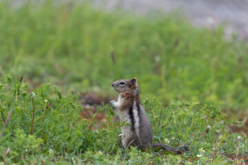 Naklejka na ściany i meble squirrel in the grass looking for food in Canada