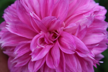 close up of pink dahlia flower