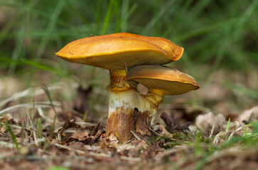 Close-up of two intertwined mushrooms, Greville&rsquo;s boletes