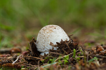 Close-up of a mushroom, a False death cap, emerging from the soil 
