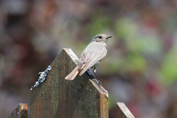 black redstart   (Phoenicurus ochruros),