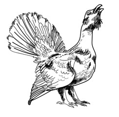 Bird capercaillie, black grouse. Hunting trophy. Drawing by hand in vintage style. Strokes, lines. Pencil drawing.