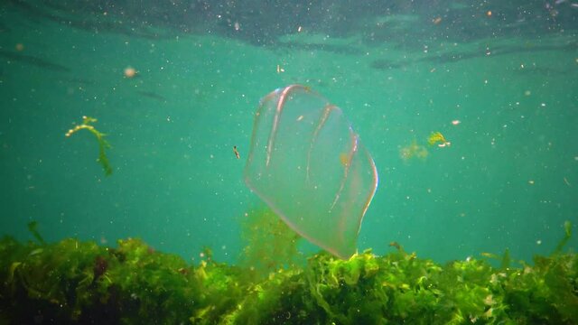 Ctenophores, predatory comb jellyfish invader to the Black Sea, jellyfish Beroe ovate, devouring Mnemiopsis leidy.