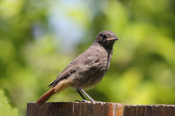 black redstart   (Phoenicurus ochruros),