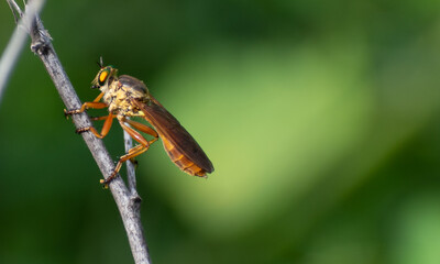 Horsefly