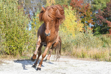 icelandic stallion