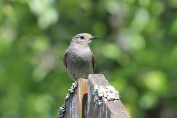 black redstart   (Phoenicurus ochruros),
