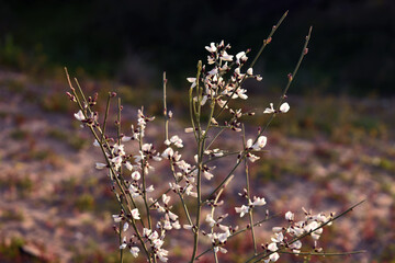 delicate white flower at sunset