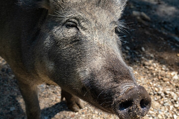 Close-Up Face of a Hairy Boar