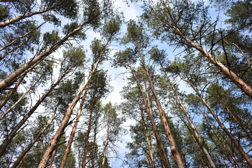 tops of trees in a pine forest