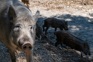 Mother Sow and Boar Piglets