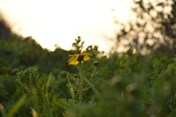 Yellow daisy at sunset