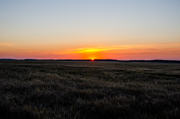 Fototapeta premium Sunset over a ripening rye field