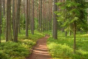 Fototapeta na wymiar Path in a pine forest.