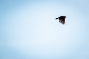 Free as a bird. Herring gull Larus argentatus winter plumage .