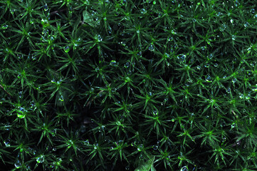 Close up on the plant with visible water drops.