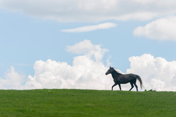Black horse running on meadow near Durmitor National Park, Montenegro.