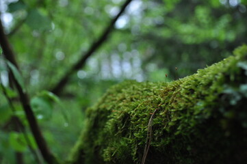 Moss on the branch in the forest