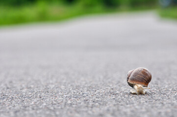 Snail on the asphalt road directed towards the observer.