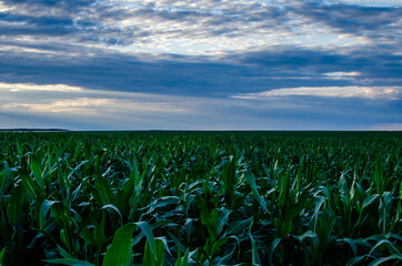 Rain clouds over a corn field at summer. Land, green.