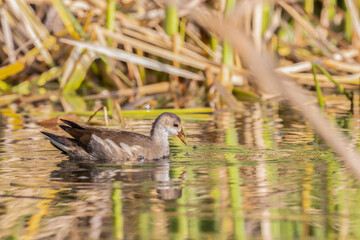 A Young Common Moorhen in Jerusalem, Israel