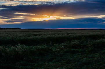The sun from behind the clouds illuminates a field of barley. Growing barley in the fields