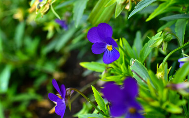 Beautiful flowers violet tricolor field in the garden