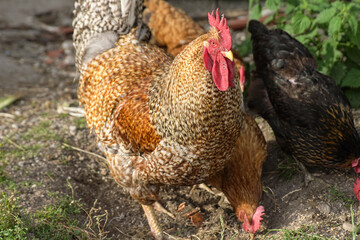Hahn mit Hühnern auf dem Bauernhof