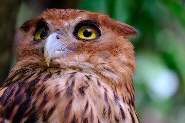 A closeup shot of an Owl with yellowish eyes.