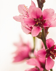 Pale pink a branch of a flowering peach on a white background