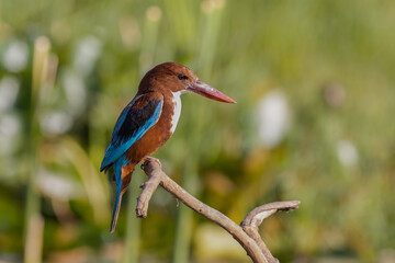 A White Throated Kingfisher on a Branch