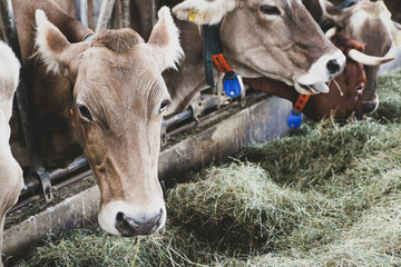 Milch Kühe im Stall bei der Heu Fütterung auf einem Bauernhof