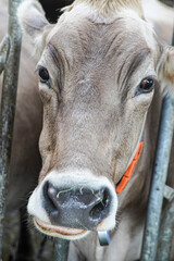 Kuh Portrait auf einem Bauernhof im Stall
