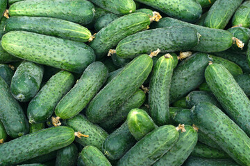 cucumber harvest for food textures