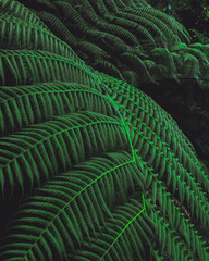 Fern Abel Tasman, New Zealand
